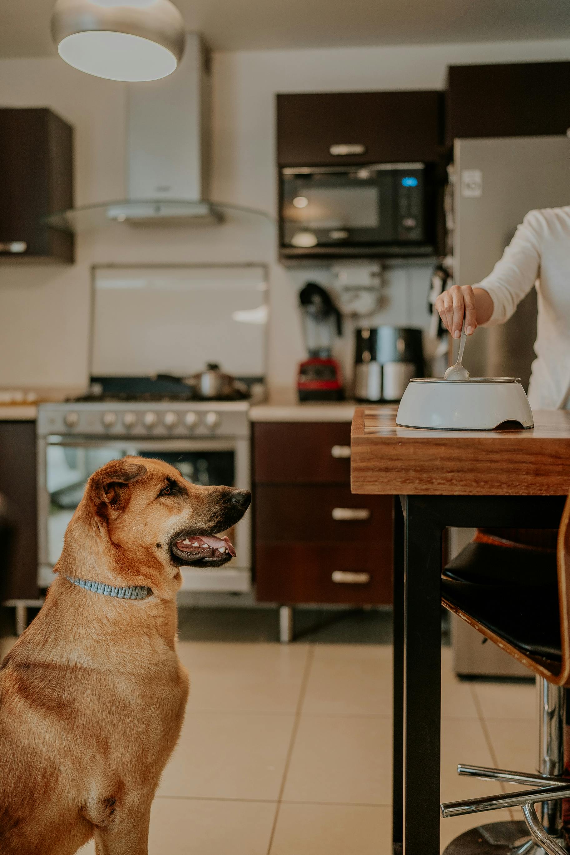Dog digestive support routine at home