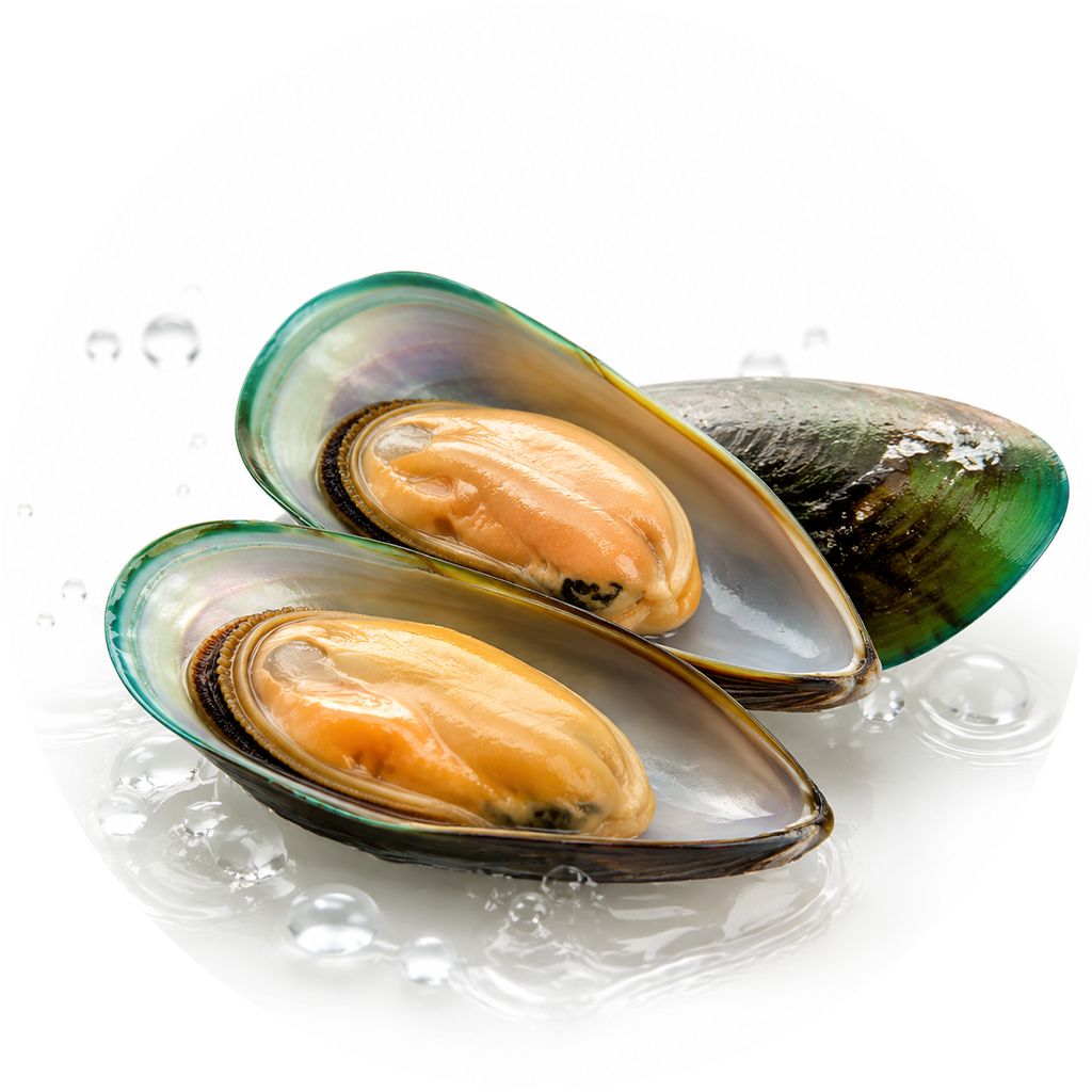 Green-Lipped Mussel